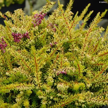 Erica darleyensis Eva Gold - Winterheide