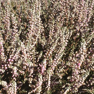 Erica darleyensis White Glow - Winterheide