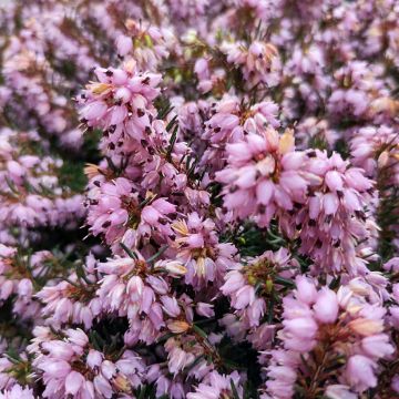 Erica darleyensis Spring Surprise - Winterheide