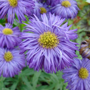 Erigeron Schwarzes Meer - Fijnstraal