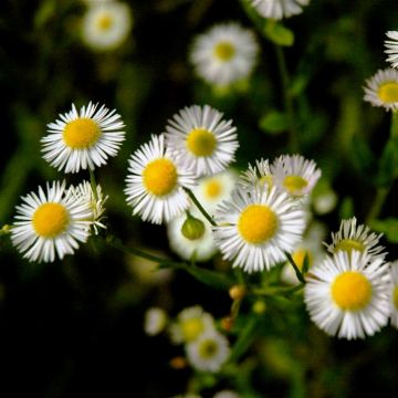 Erigeron annus - Zomerfijnstraal