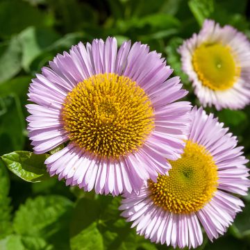 Erigeron glaucus - Fijnstraal