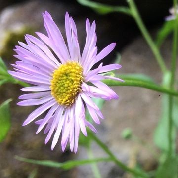 Erigeron karvinskianus Lavender Lady - Muurfijnstraal