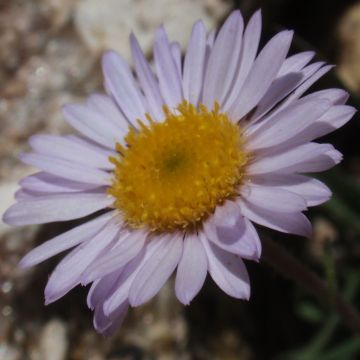 Erigeron leiomerus - Fijnstraal