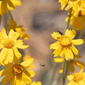 Eriophyllum lanatum arachnoideum - Eriophyllum