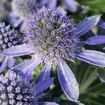 Eryngium planum Grumpy - Vlakke kruisdistel