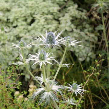 Eryngium Jos Eijking - Kruisdistel