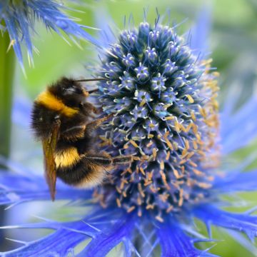 Eryngium maritimum Lapis Blue - Blauwe zeedistel