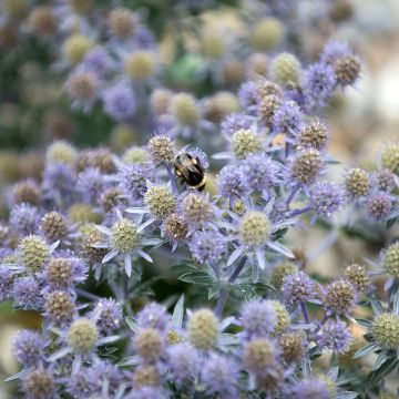 Eryngium planum Tiny Jackpot - Vlakke kruisdistel