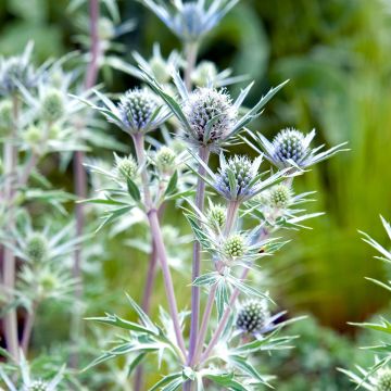 Eryngium bourgatii - Kruisdistel