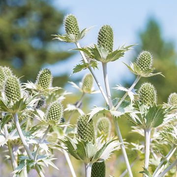Eryngium giganteum - Ivoordistel