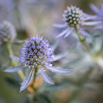 Eryngium planum Blauer Zwerg - Vlakke kruisdistel