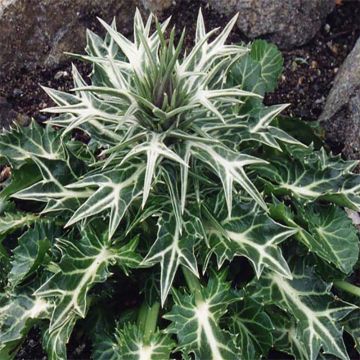 Eryngium variifolium - Kruisdistel