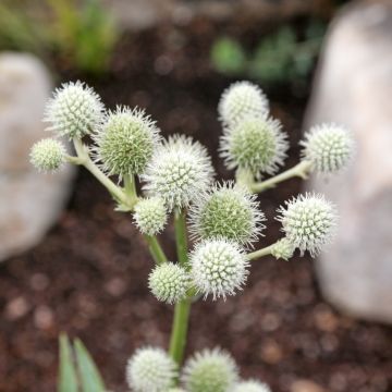 Eryngium yuccifolium - Yuccabladige kruisdistel