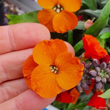 Erysimum cheiri Colour Vibe Orange – Muurbloem