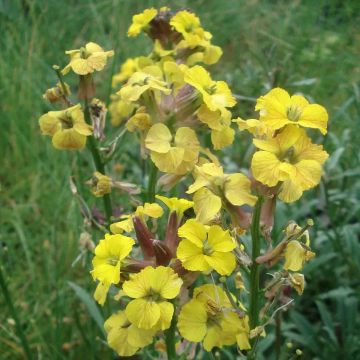Erysimum Jubilee Gold – Muurbloem