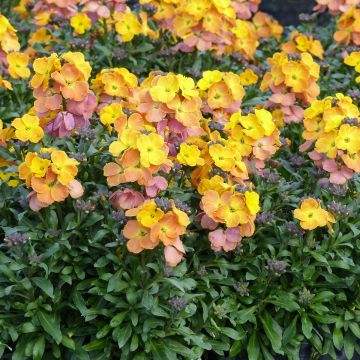 Erysimum Poem Mandarine – Muurbloem