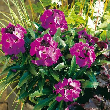 Erysimum Winter Joy – Muurbloem