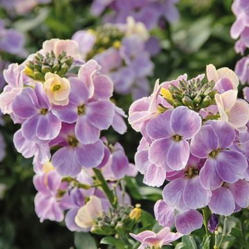 Erysimum Winter Romance (plugplanten) – Muurbloem