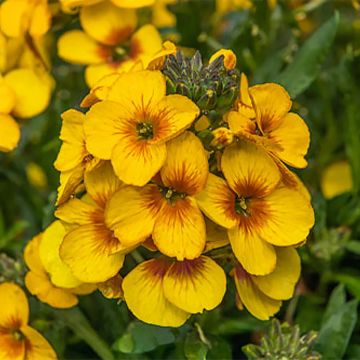 Erysimum Winter Spirit – Muurbloem