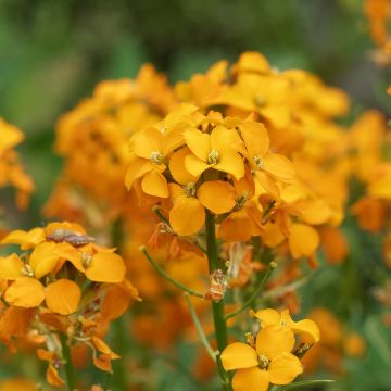 Erysimum allionii Zwerg Mango – Muurbloem