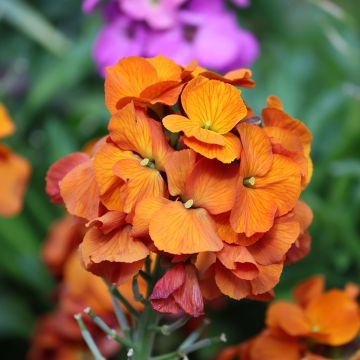 Erysimum Winter Touch – Muurbloem
