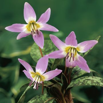 Erythronium dens-canis Lilac Wonder - Hondstand