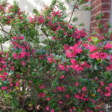 Escallonia Donard Radiance - Escalloniastruik