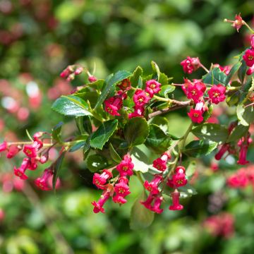Escalloniastruik Crimson Spire - Escallonia rubra
