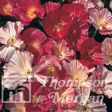 Eschscholzia californica Color Champagne and Roses (zaad) – Slaapmutsje