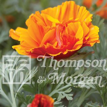 Eschscholzia californica Rosebud Oranje (zaad) – Slaapmutsje