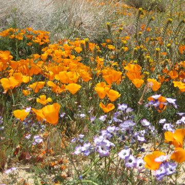 Eschscholzia californica Sun Shades (zaad) – Slaapmutsje