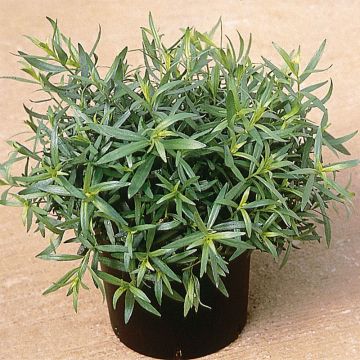 Drakenkruid - Artemisia dracunculus (jonge planten)