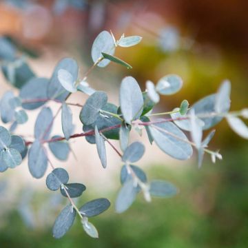 Eucalyptus gunnii Silverana - Cidergomboom