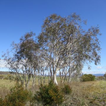 Eucalyptus lacrimans - Sneeuweucalyptus