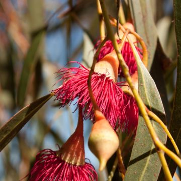 Eucalyptus leucoxylon Rosea - Gomboom