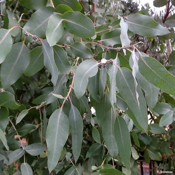 Eucalyptus neglecta - Gomboom
