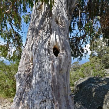 Eucalyptus pauciflora subsp. pauciflora Buffalo - Gomboom