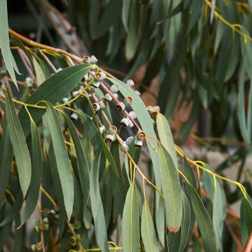 Eucalyptus perriniana - Snoepjesboom