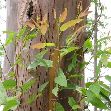 Eucalyptus saligna - Gomboom
