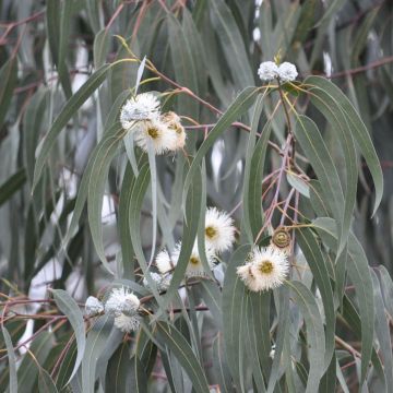 Eucalyptus milliganii - Gomboom