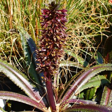 Eucomis wandermerwei Freckles - Kuiflelie