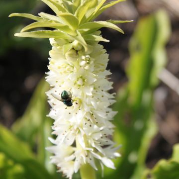 Eucomis autumnalis - Kuiflelie