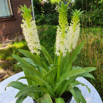 Eucomis comosa Johannesburg - Ananasplant