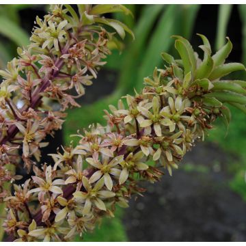Eucomis pole-evansii - Kuiflelie