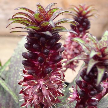 Eucomis vandermerwei - Kuiflelie