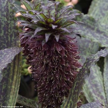 Eucomis vandermerwei Octopus - Kuiflelie