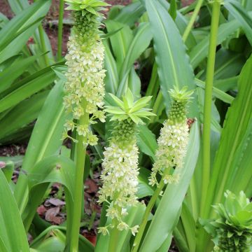 Eucomis comosa Tugela Jade - Ananasplant