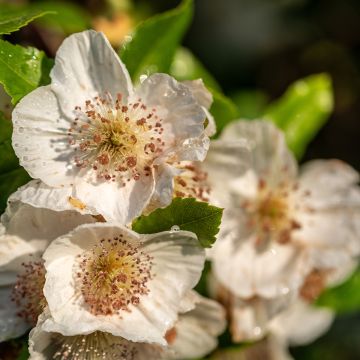 Eucryphia intermedia Rostrevor - Leatherwood