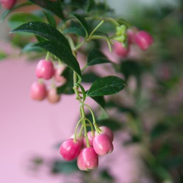 Eugenia uniflora Etna Fire - Surinaamse kers